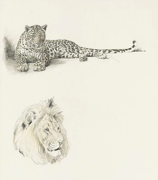 Studies of a Leopard and a Lion