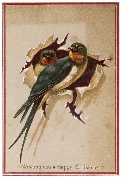 Two Swallows
