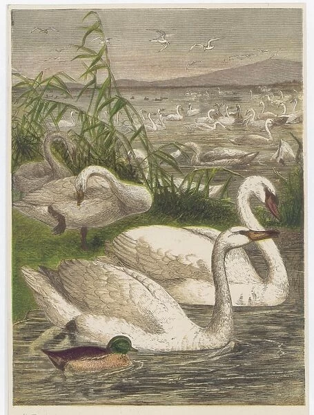 Swans and Cygnets Galore