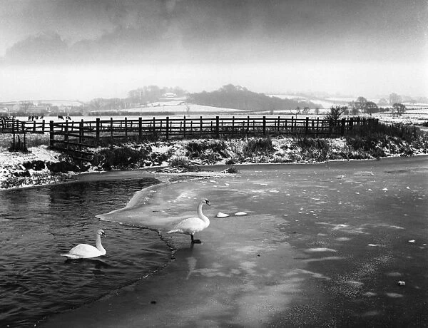 Swans on Frozen River