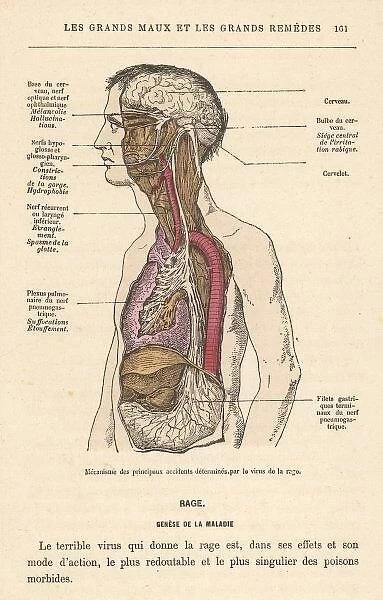 Symptoms of Rabies 1870