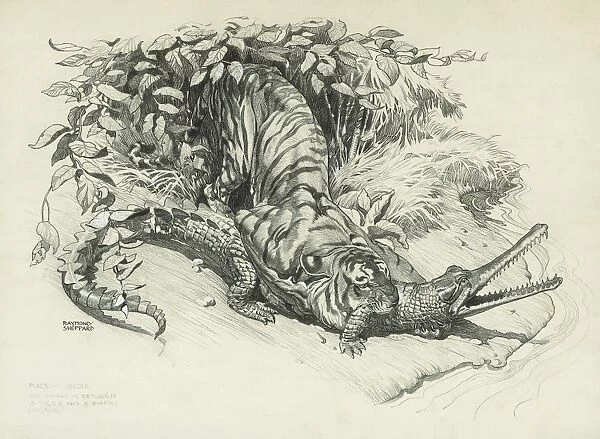 Tiger and Gharial in Combat