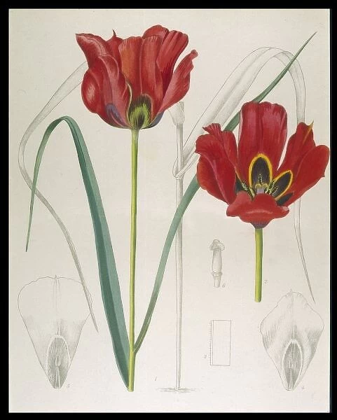 Tulipa Kuschkensis