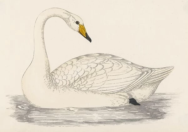 Whooper Swan (Morris)