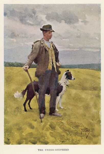 Wiltshire Shepherd