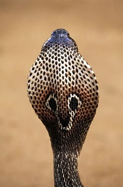 Asiatic  /  Indian Cobra - close-up of back of head