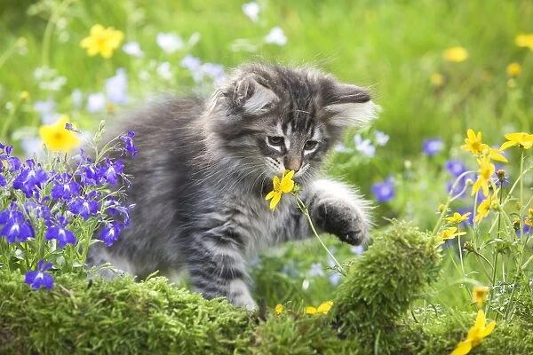 Cat - 8 week old Norwegian Forest kitten sniffing flowers