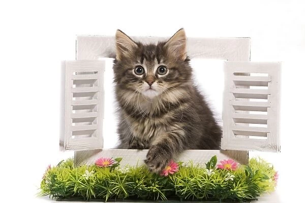 Cat - Norwegian Forest Cat kitten looking through shutters with flowers. New Home