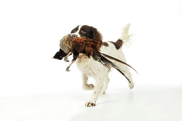 DOG. English springer spaniel carrying pheasant in mouth