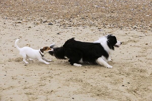 DOG. Jack russell terrier pulling on border collies tail