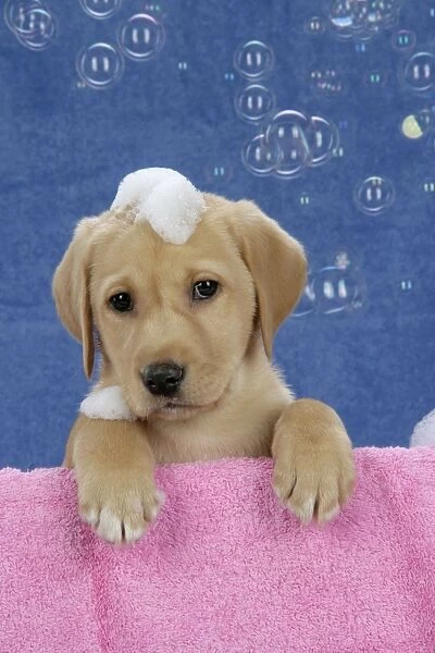 DOG. Labrador Retriever - 9 wk old puppies with soap and bubbles