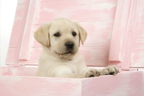 DOG. Labrador retriever puppy in a wooden box
