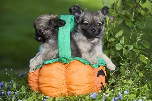 Dog - Tibetan Spaniel puppies in garden in pumpkin  /  Halloween basket