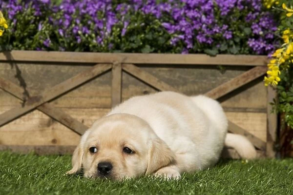 Dog - Yellow Labrador puppy