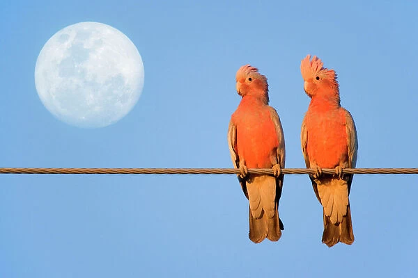 Galah - a pair of Galahs in love sit on a rope with the full moon in their background - Northern Territory, Australia