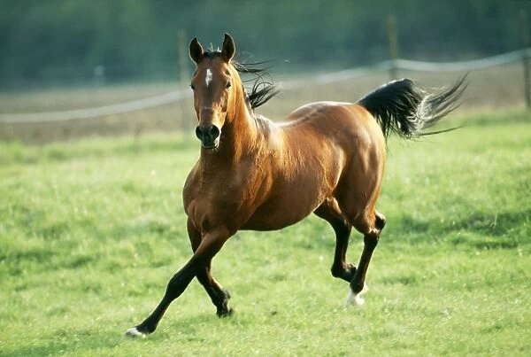 Horse WAT 3163 Arab Stallion © M. Watson  /  ardea. com