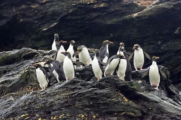 Macaroni Penguin - Group on rocks waiting to enter sea Royal Bay, South Georgia BI007856. tif