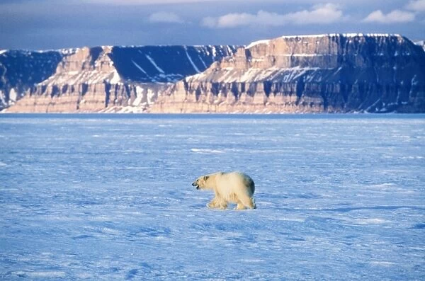 Polar Bear Canadian Arctic