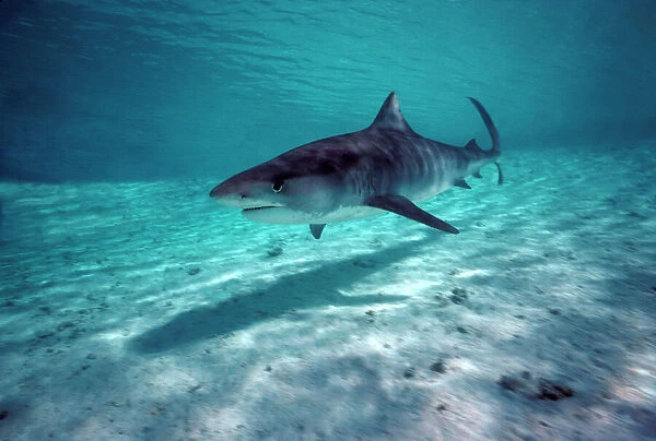 Tiger Shark - Shark swims in shallow water in lagoon. Coral sea. Australia TIG-018