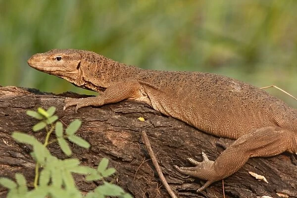 Water Monitor Lizard - Keoladeo National Park, Rajasthan, India