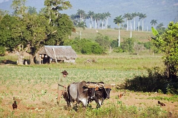 A farmer ploughing his field with oxen, UNESCO World Heritage Site, Vinales Valley