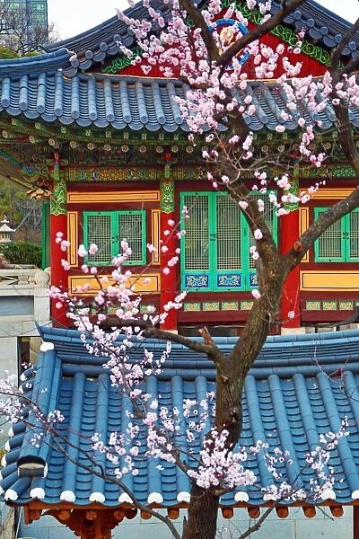 Traditonal Korean building and cherry blossom at Bongeunsa Temple at sunset in Seoul