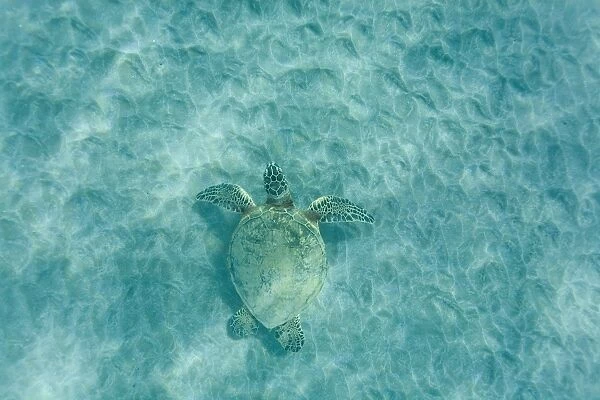 Green sea turtle (Chelonia mydas) off Olowalu Reef on the west side of the island of Maui, Hawaii, USA
