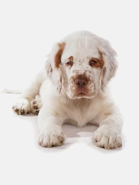 Domestic Dog, Clumber Spaniel, puppy, laying