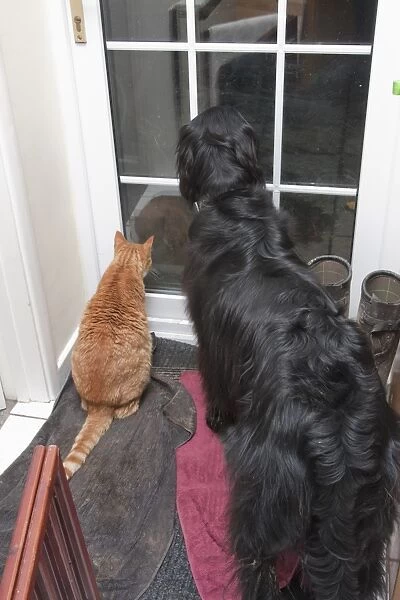 Domestic Dog, Flat-coated Retriever, adult, and Domestic Cat, ginger tabby, adult, waiting at door, England, December