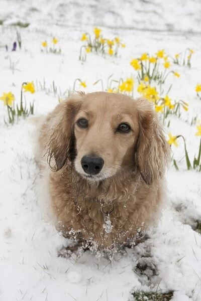 Domestic Dog, Long-haired Miniature Dachshund, adult, sitting on snow beside flowering daffodils, West Sussex, England