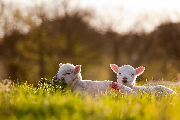 Domestic Sheep, two lambs, resting on pasture in morning sunshine, Northam, North Devon, England, april