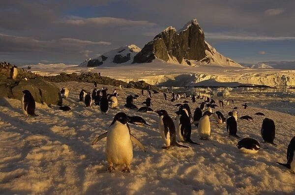 adelie penguin, Pygoscelis Adeliae, colony along the western Antarctic Peninsula