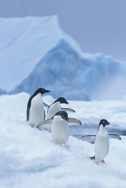 Adelie Penguins (Pygoscelis adeliae) on ice, Antarctica