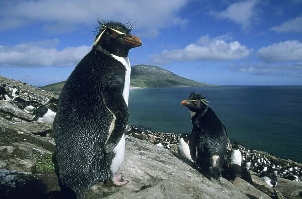 Rockhopper Penguin, (Eudyptes chrysocome), Falkland Islands, S. Atlantic