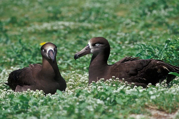 United States, Hawaii, Midway, Atoll NWR. Black-footed albatross pair
