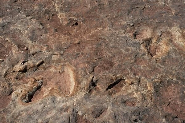 Dinosaur footprints