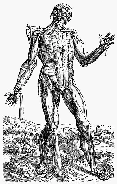 The fifth plate of the muscles. Woodcut from the second book of Andreas Vesalius De Humani Corporis Fabrica