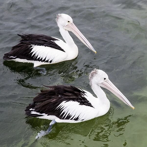Australian pelicans in Merimbula, Australia