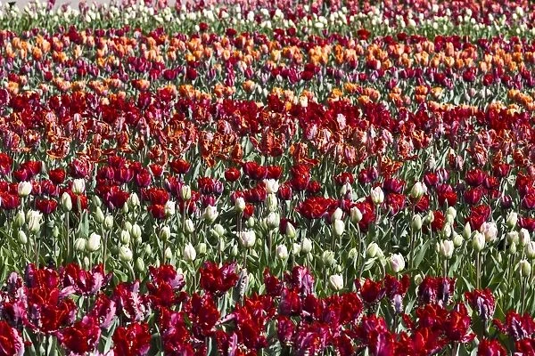 Spring flowers at Keukenhof Gardens, Netherlands