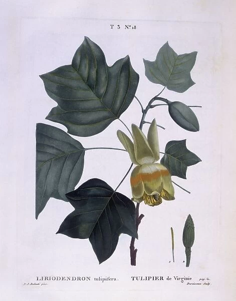 American tulip tree (Liriodendron tulipifera), Henry Louis Duhamel du Monceau, botanical plate by Pierre Joseph Redoute