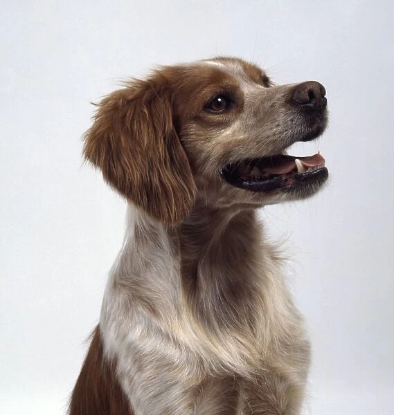 Brittany dog, profile