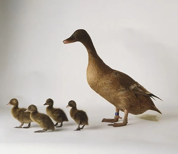 Grey Duck with four Ducklings, anatidae
