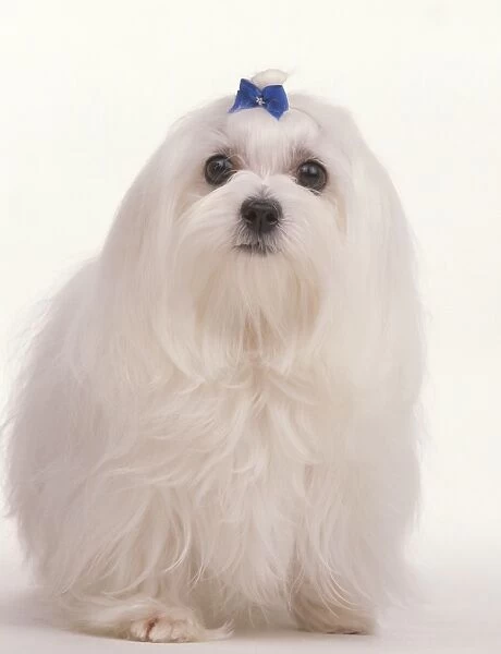 Maltese dog, wearing a blue bow