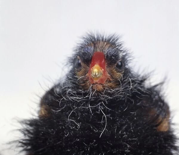 Moorhen chick, front view