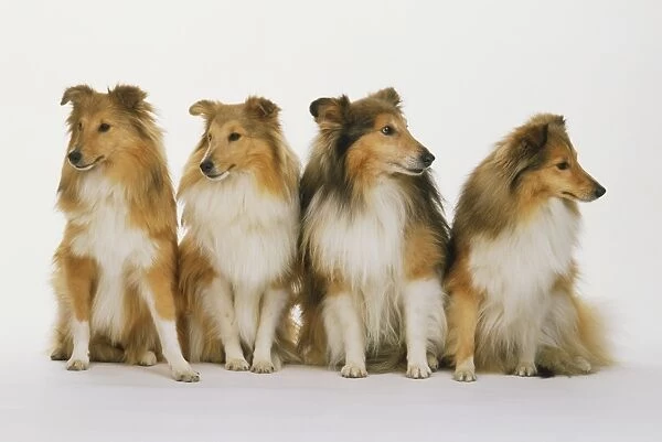 Four Shetland sheepdog puppies