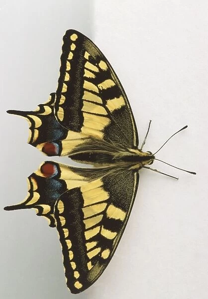 Swallowtail Butterfly, papilio machaon, close up