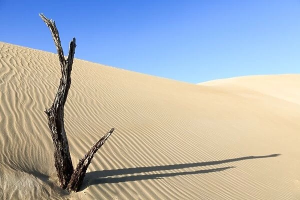 Dead tree in sand dunes. Coffin Bay. Australia