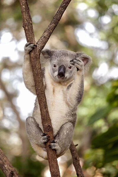 Koala in Queensland, Australia
