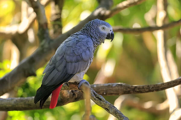African Grey Parrot -Psittacus erithacus timneh-, adult on tree, native to Central Africa and West Africa, captive