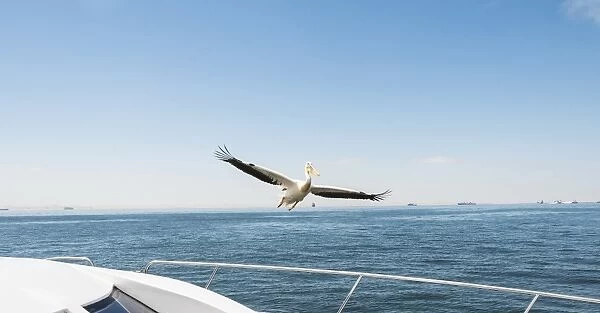 Great White Pelican -Pelecanus onocrotalus- in flight in Walvis Bay, Namibia